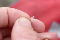 Rytidosperma clavatum