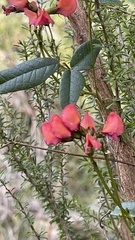 Kennedia coccinea
