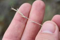 Rytidosperma clavatum