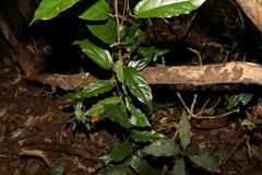 Aristolochia praevenosa