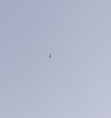 Pipistrellus abramus