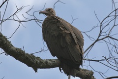 Necrosyrtes monachus