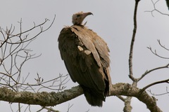 Necrosyrtes monachus