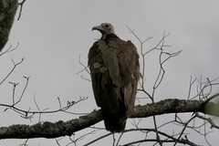 Necrosyrtes monachus