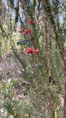 Kennedia coccinea