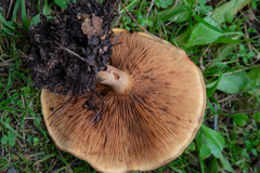 Agaricomycetes