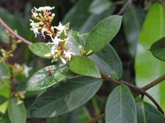 Ichnocarpus frutescens