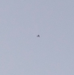 Pipistrellus abramus