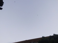 Pipistrellus abramus