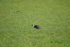 Threskiornis spinicollis