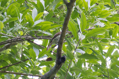 Myiodynastes maculatus