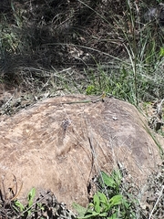 Cnemidophorus lemniscatus