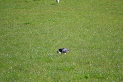 Threskiornis spinicollis