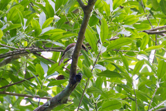 Myiodynastes maculatus