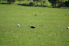 Threskiornis spinicollis