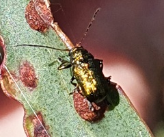 Aporocera