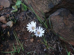 Gerbera natalensis