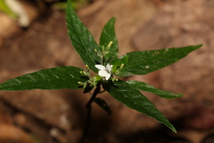 Isoglossa eranthemoides