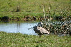 Cereopsis novaehollandiae