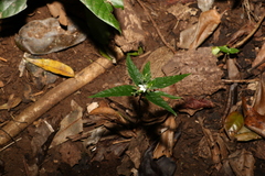 Isoglossa eranthemoides
