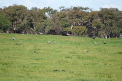 Cereopsis novaehollandiae