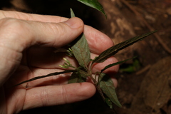 Isoglossa eranthemoides