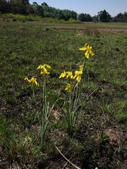 Moraea spathulata