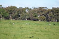 Cereopsis novaehollandiae