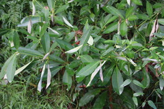Alstonia scholaris