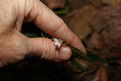 Isoglossa eranthemoides
