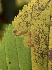 Cameraria ohridella