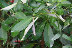 Alstonia scholaris