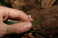 Isoglossa eranthemoides
