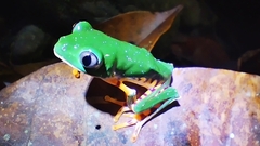 Callimedusa tomopterna