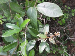 Ichnocarpus frutescens