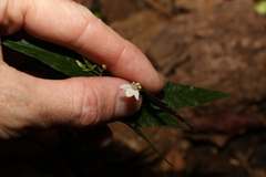 Isoglossa eranthemoides