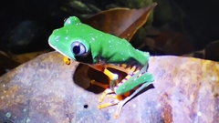 Callimedusa tomopterna