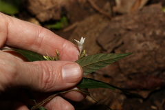 Isoglossa eranthemoides