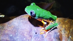 Callimedusa tomopterna