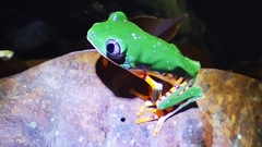 Callimedusa tomopterna