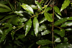 Cinnamomum oliveri