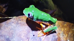 Callimedusa tomopterna