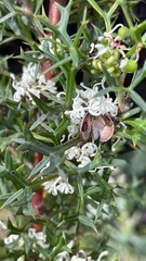 Grevillea trifida