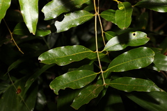 Cinnamomum oliveri