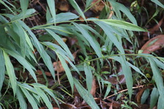 Microstegium vimineum