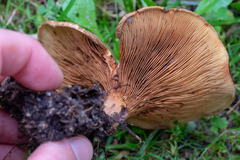 Agaricomycetes