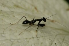 Odontomantis planiceps