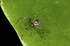 Theridion zonulatum