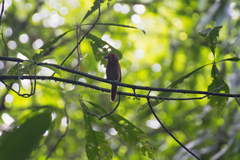Malacoptila panamensis