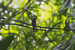 Malacoptila panamensis